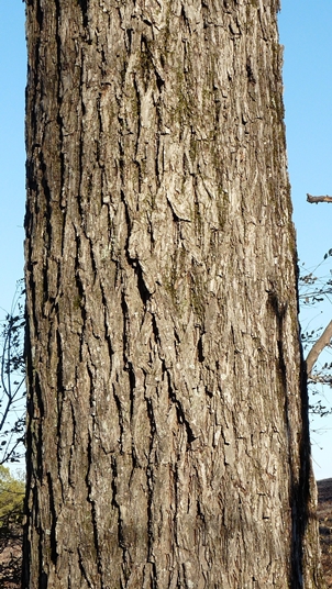 {Carya ovalis}